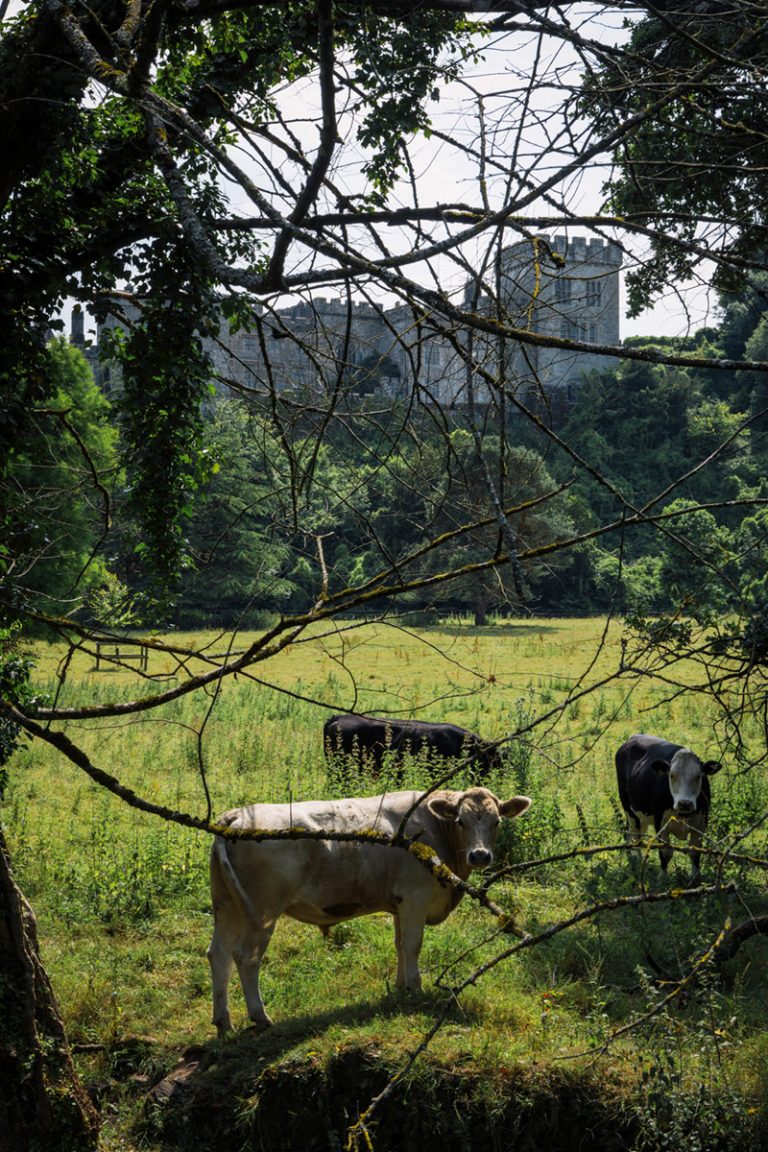 Gallery The Hall and Lismore Castle